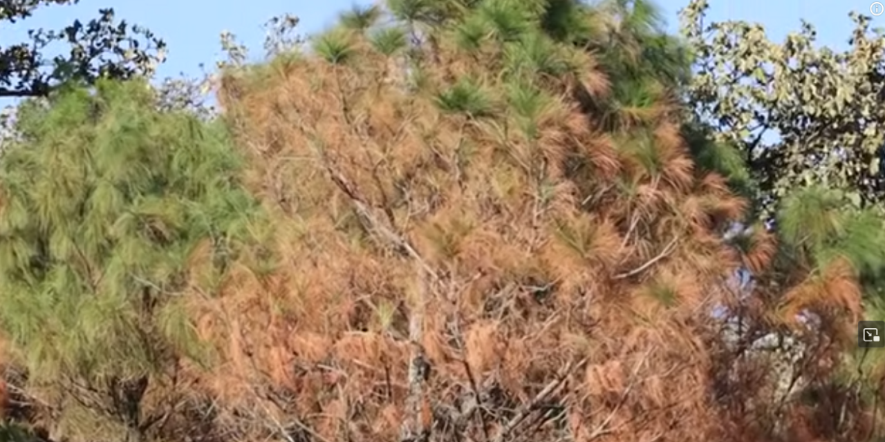 Crónica del día | La acelerada pérdida de un bosque milenario