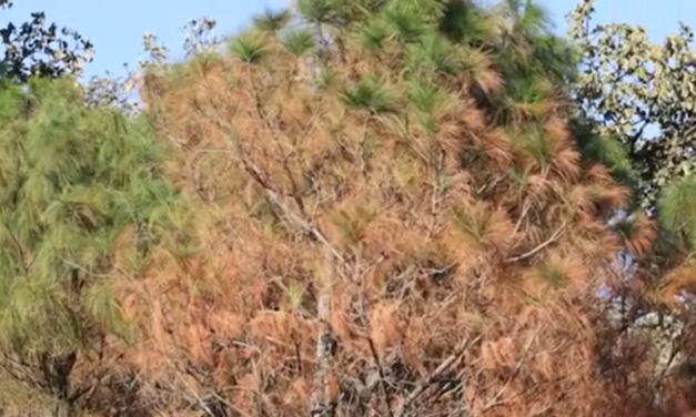 Crónica del día | La acelerada pérdida de un bosque milenario