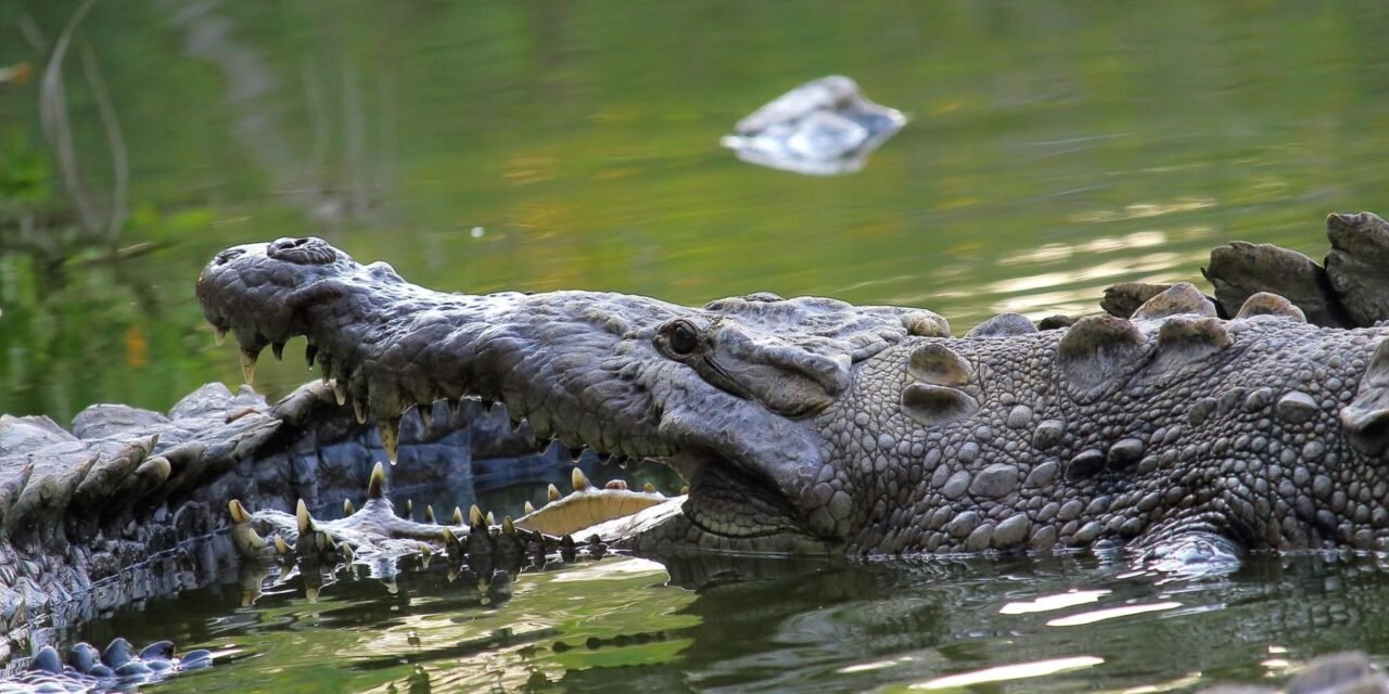 Cocodrilos en Bahía de Banderas: una crisis de convivencia con la naturaleza