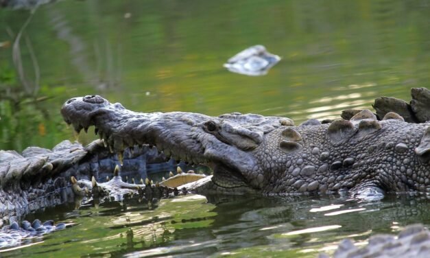 Cocodrilos en Bahía de Banderas: una crisis de convivencia con la naturaleza