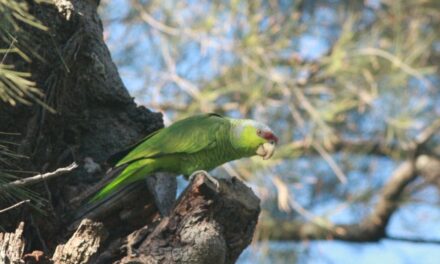 Invitan al taller “Aves, Bosques y Comunidad” para promover la conservación natural de Puerto Vallarta