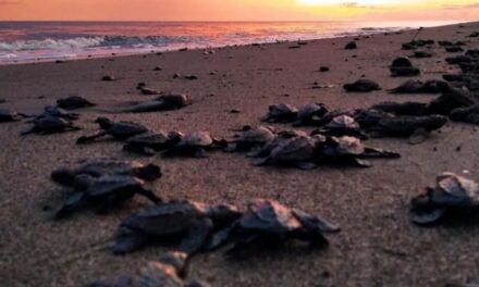 Arranca temporada para liberar tortugas marinas en Puerto Vallarta