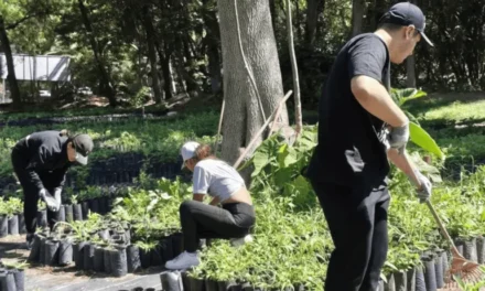 Bosque Urbano de Extra AC proyecta plantar cinco millones de árboles en GDL en 10 años