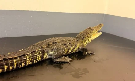 Resguardan en Tlajomulco a cocodrilo capturado en Tonalá