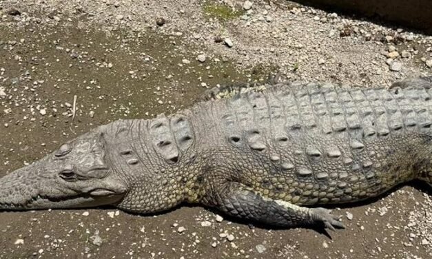 Van por plan de manejo de cocodrilos; estudian reubicarlos en santuarios: Semarnat