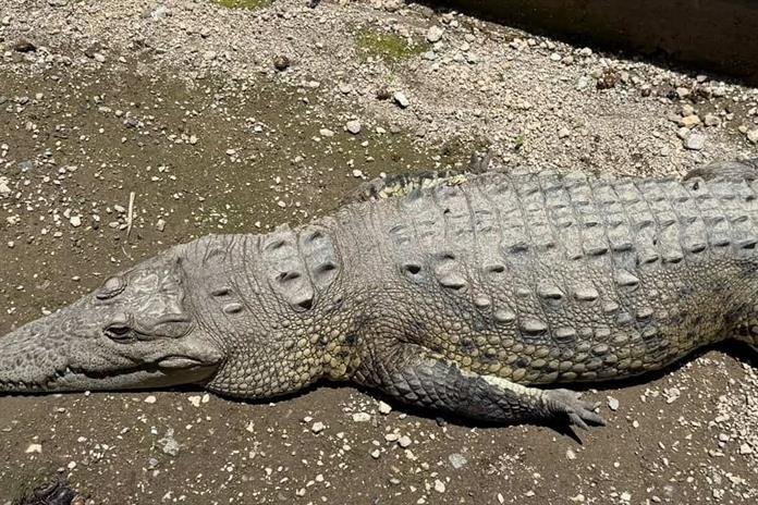 Van por plan de manejo de cocodrilos; estudian reubicarlos en santuarios: Semarnat
