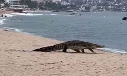 Jalisco busca reubicar cocodrilos de zonas turísticas de Puerto Vallarta al estero El Salado