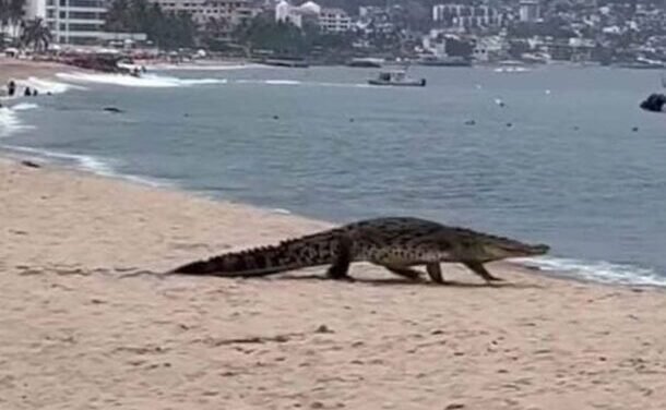 Jalisco busca reubicar cocodrilos de zonas turísticas de Puerto Vallarta al estero El Salado