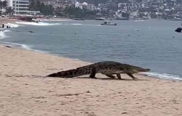 Jalisco busca reubicar cocodrilos de zonas turísticas de Puerto Vallarta al estero El Salado