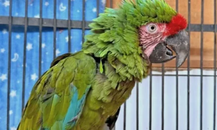 Resguarda guacamaya verde la Unidad de Rescate de Fauna de Tlajomulco