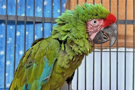 Resguarda guacamaya verde la Unidad de Rescate de Fauna de Tlajomulco