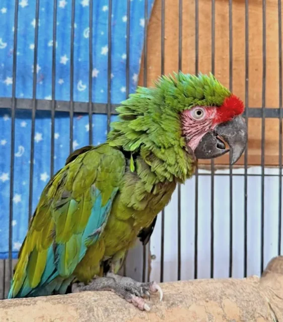 Resguarda guacamaya verde la Unidad de Rescate de Fauna de Tlajomulco