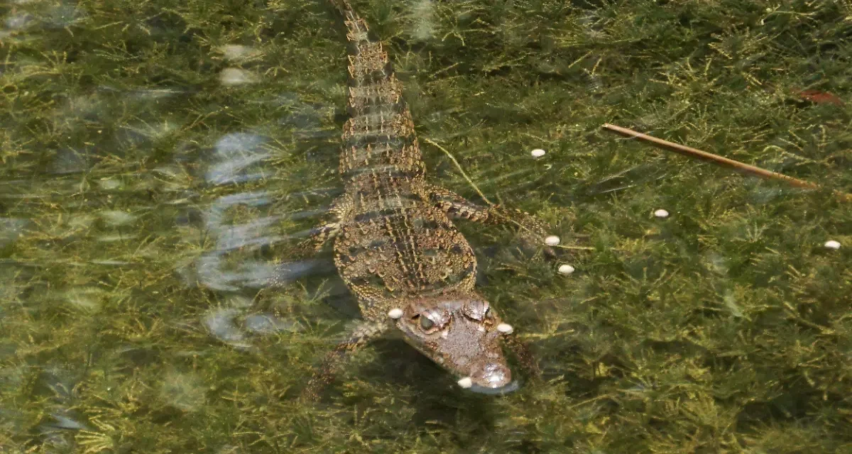 Lluvias aumentarán avistamientos de cocodrilos en Puerto Vallarta