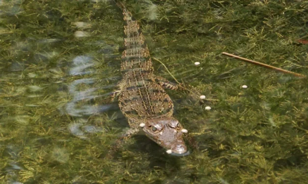 Lluvias aumentarán avistamientos de cocodrilos en Puerto Vallarta