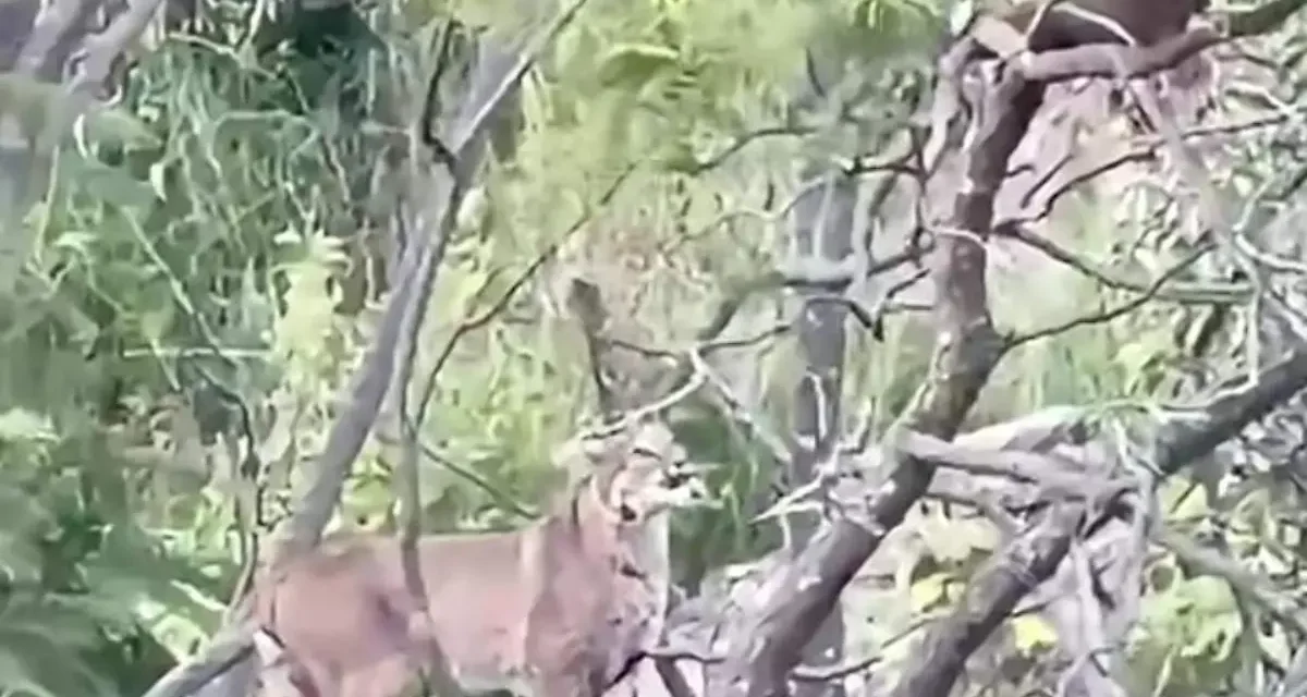 Amatitán; autoridades alertan de dos linces