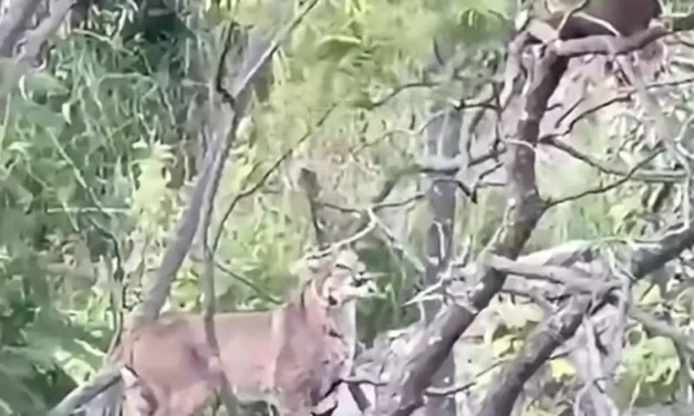 Amatitán; autoridades alertan de dos linces