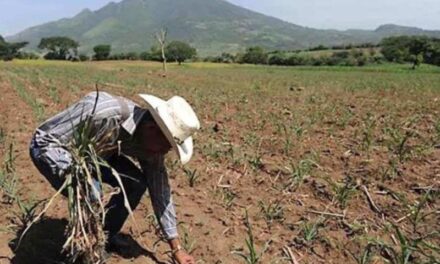 Jalisco prepara apoyos para productores afectados por sequía y granizadas