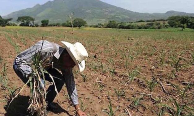 Jalisco prepara apoyos para productores afectados por sequía y granizadas