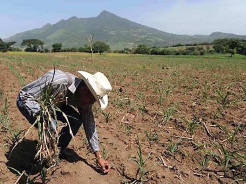 Jalisco prepara apoyos para productores afectados por sequía y granizadas