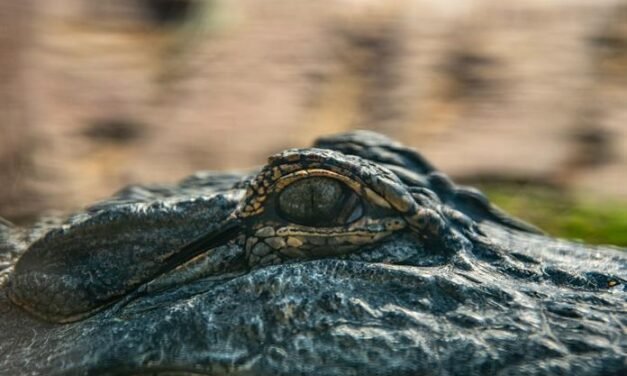 Reportan 300 cocodrilos en Vallarta; Semadet descarta sobrepoblación