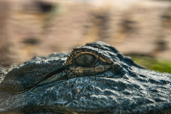 Reportan 300 cocodrilos en Vallarta; Semadet descarta sobrepoblación
