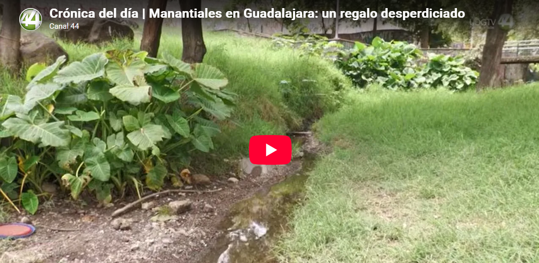 Crónica del día | Manantiales en Guadalajara: un regalo desperdiciado