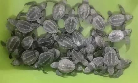 Huracanes afectan los nidos de tortuga en costas de Jalisco