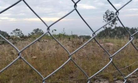 Reprochan tala de 170 árboles en El Palomar
