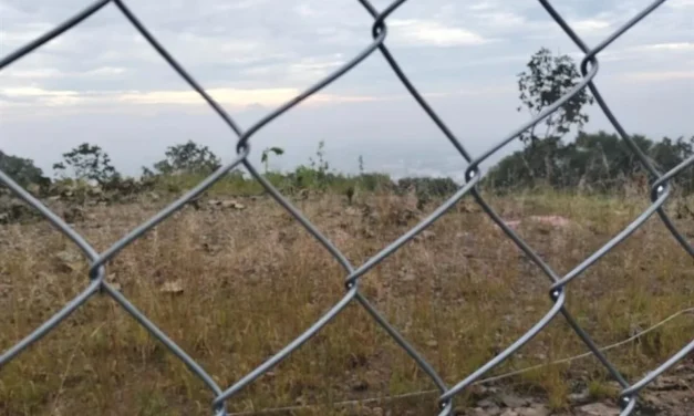 Reprochan tala de 170 árboles en El Palomar