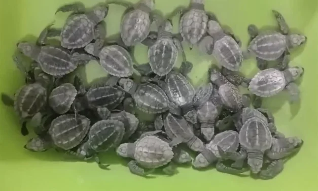 Huracanes afectan los nidos de tortuga en costas de Jalisco