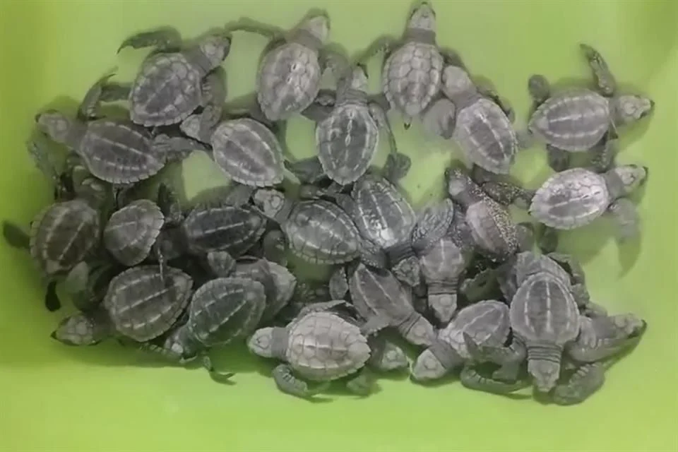 Huracanes afectan los nidos de tortuga en costas de Jalisco