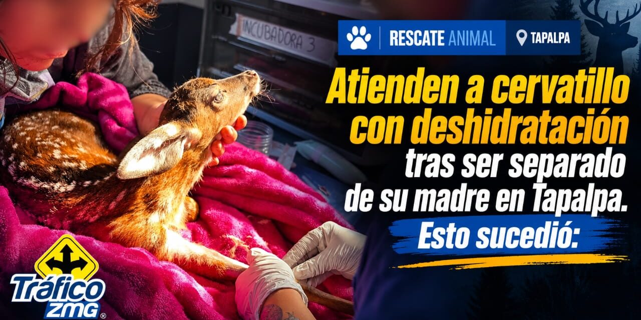 Cervatillo de un mes recibe atención especializada tras ser localizado en Tapalpa