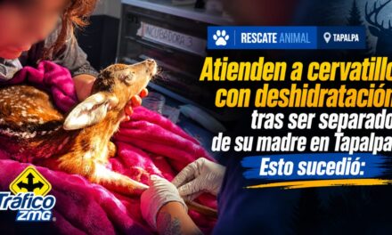Cervatillo de un mes recibe atención especializada tras ser localizado en Tapalpa