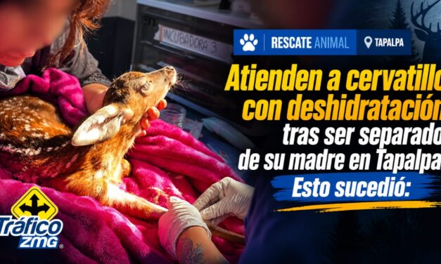 Cervatillo de un mes recibe atención especializada tras ser localizado en Tapalpa