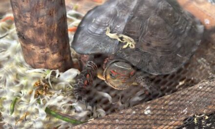 Detienen a tres por presunta venta de fauna exótica en Tonalá