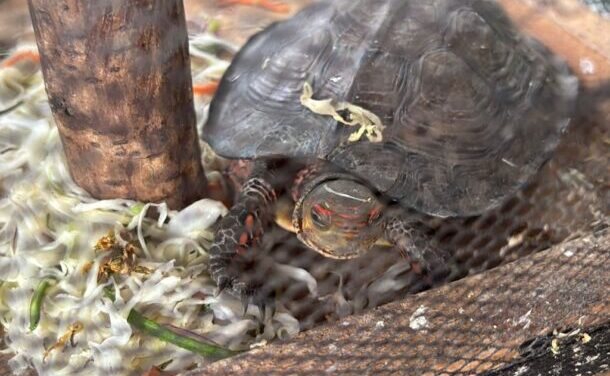 Detienen a tres por presunta venta de fauna exótica en Tonalá