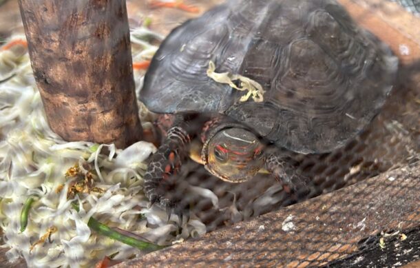 Detienen a tres por presunta venta de fauna exótica en Tonalá