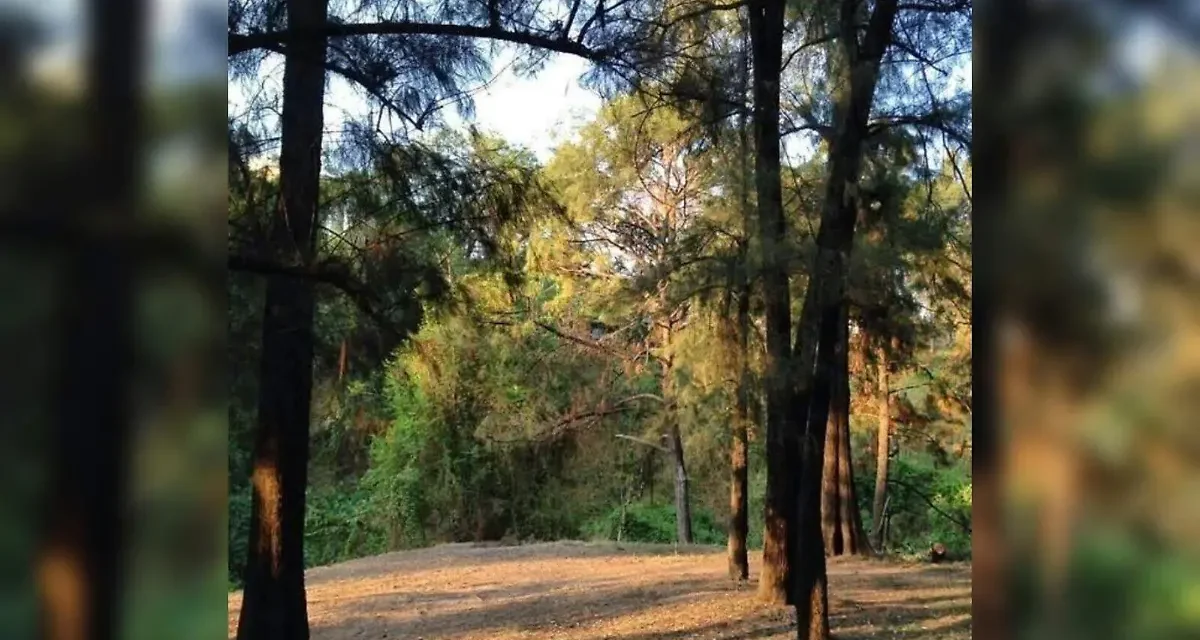 Buscan blindar al Bosque Eca Do Queirós ante urbanización