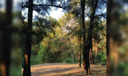 Buscan blindar al Bosque Eca Do Queirós ante urbanización