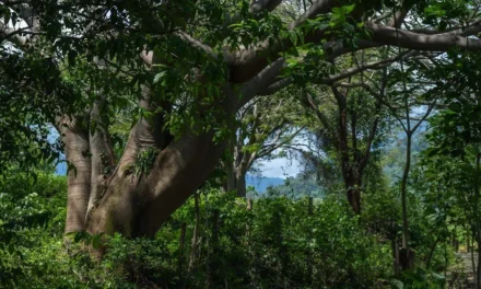 Más de 56 mil hectáreas de la Sierra de Cacoma ya son Área Estatal de Protección Hidrológica 